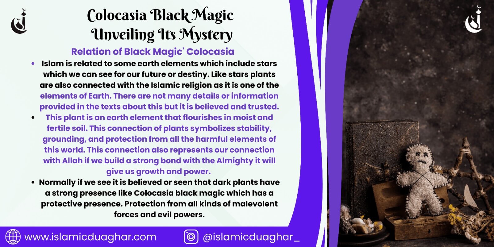 Colocasia Black Magic